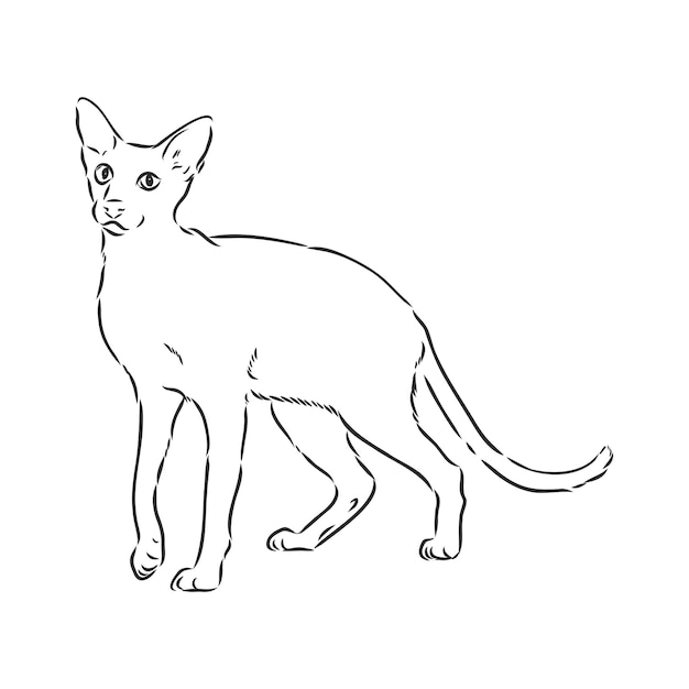 Oriental Shorthair cat Hand drawn style print Vector illustration cat oriental vector