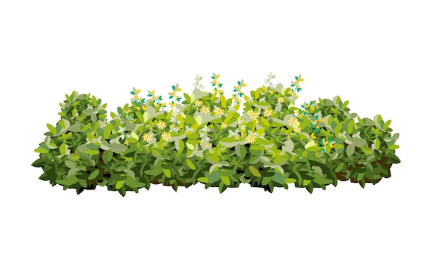 Ornamental green plant in the form of a hedge.Realistic garden shrub.