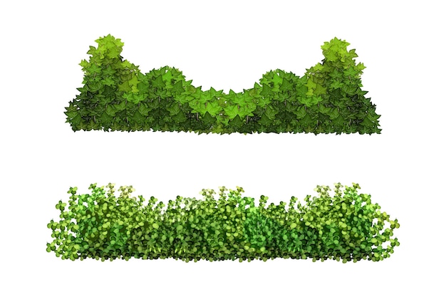 Ornamental green plant in the form of a hedge