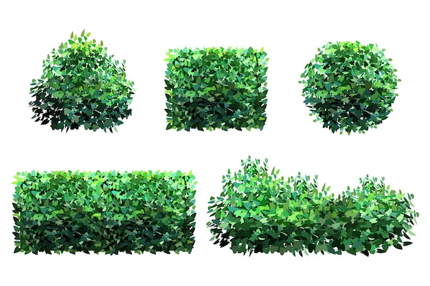 Ornamental green plant in the form of a hedge