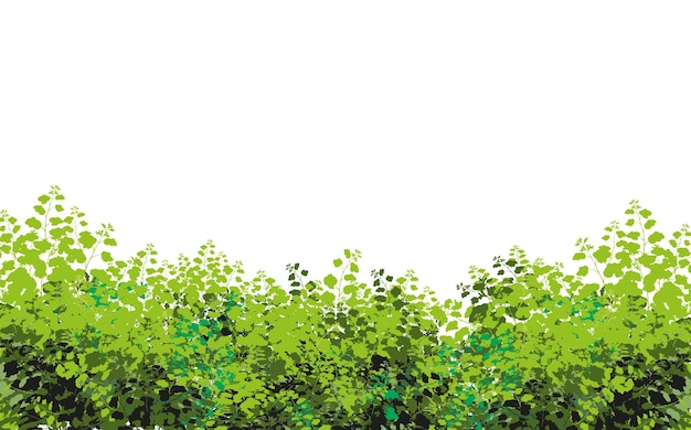 Ornamental plant in the form of a hedge.Realistic garden shrub, seasonal bush, boxwood, tree.