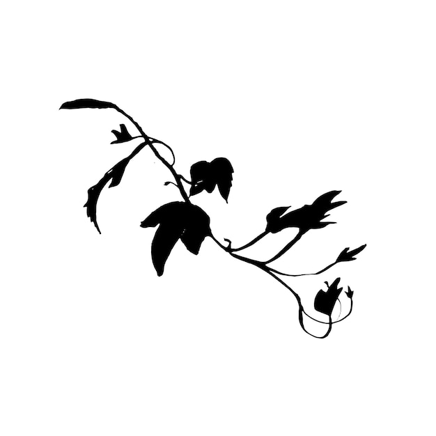 Ornate ink illustration of ivy branch. Tattoo design concept. Black stem silhouette isolated on white background.