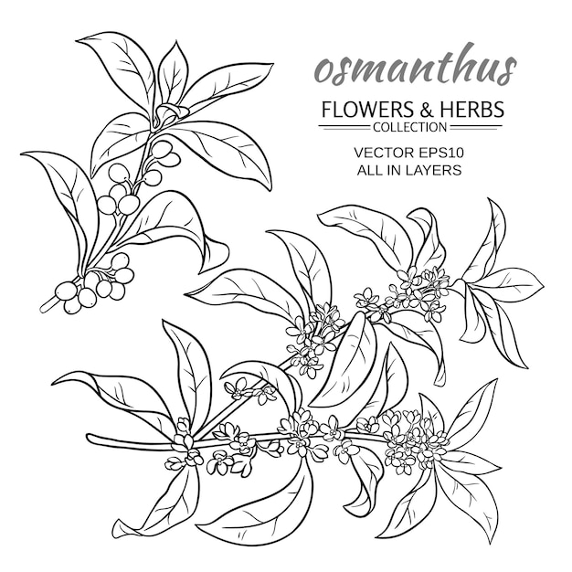 Osmanthus vector set