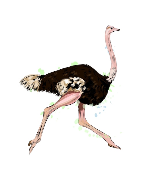 Ostrich from a splash of watercolor colored drawing realistic Vector illustration of paints