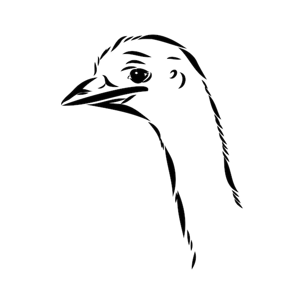 Ostrich hand drawn vector animal illustration ostrich vector