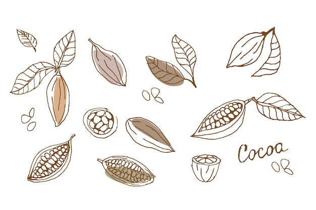 Outline cacao beans leaves on white background