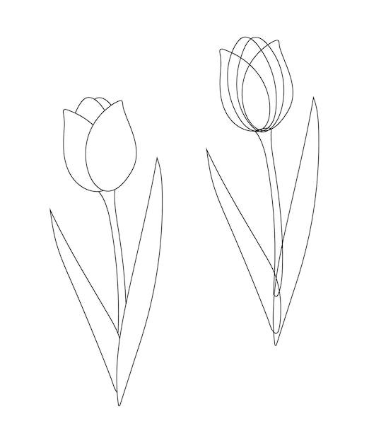 Outline drawing of a tulip with black lines on a white background