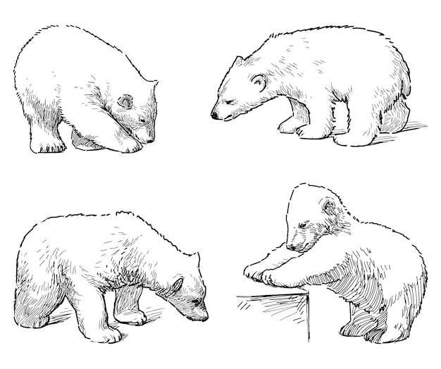 Outline drawings of four cubs of polar bear