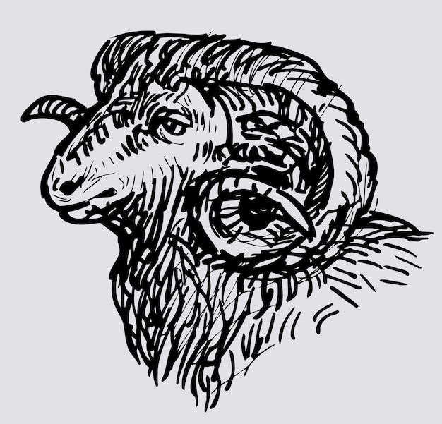 Outline hand drawing of head wild ram