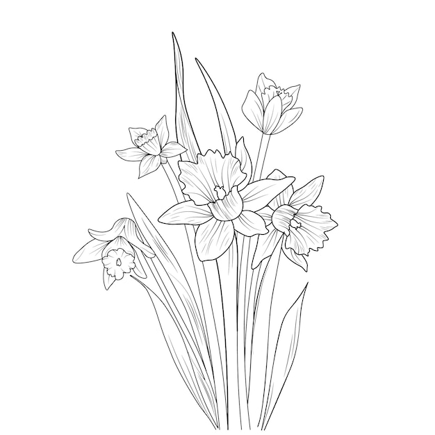 Outline sketch of daffodil flower coloring page and books bouquet of narcissus flower vector art.