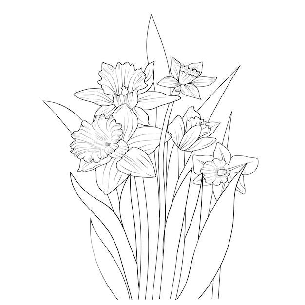 Outline sketch of daffodil flower coloring page and books bouquet of narcissus flower vector art.