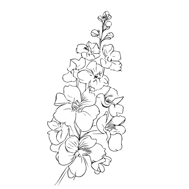 outline sketch larkspur flower drawing July birth flower tattoo isolate on white background element