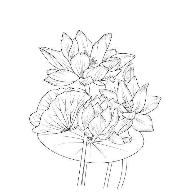 Outline sketch of lotus flower vector illustration isolated on white background coloring page books