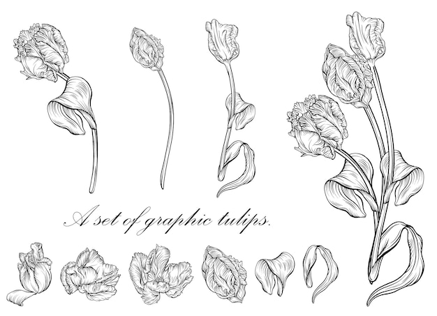 Outline tulip. line art hand drawn flowers. Tulips vector. floral illustration