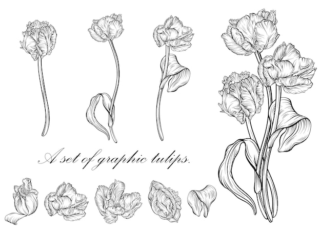 Outline tulip. line art hand drawn flowers. Tulips vector. floral illustration