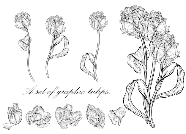 Outline tulip. line art hand drawn flowers. Tulips vector. floral illustration