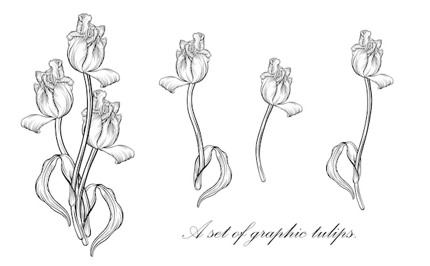 Outline tulip. line art hand drawn flowers. Tulips vector. floral illustration