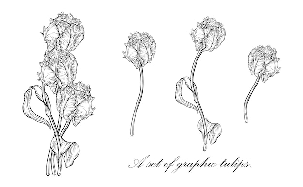 Outline tulip. line art hand drawn flowers. Tulips vector. floral illustration