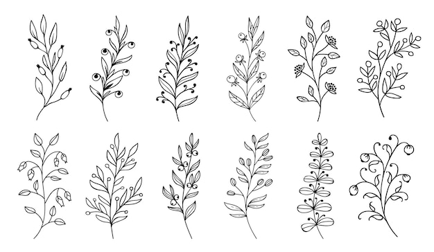 Outline twigs and sprigs with berries leaf plants