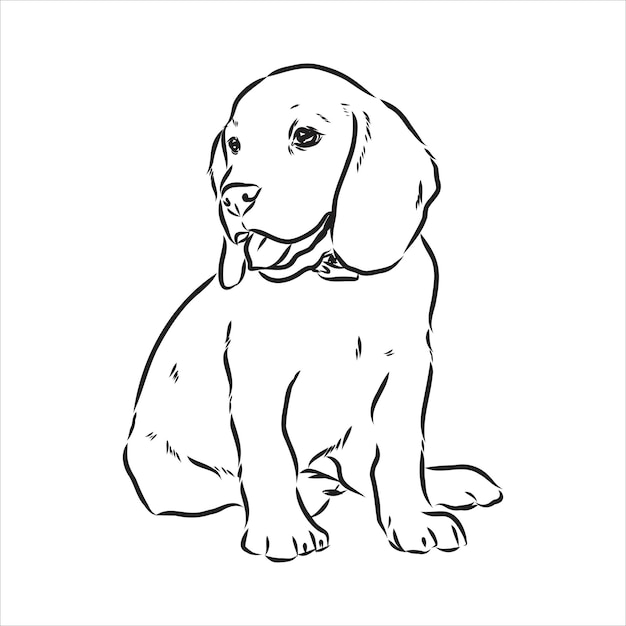 Outlined Beagle dog head Vector illustration beagle dog is a simple vector sketch illustration