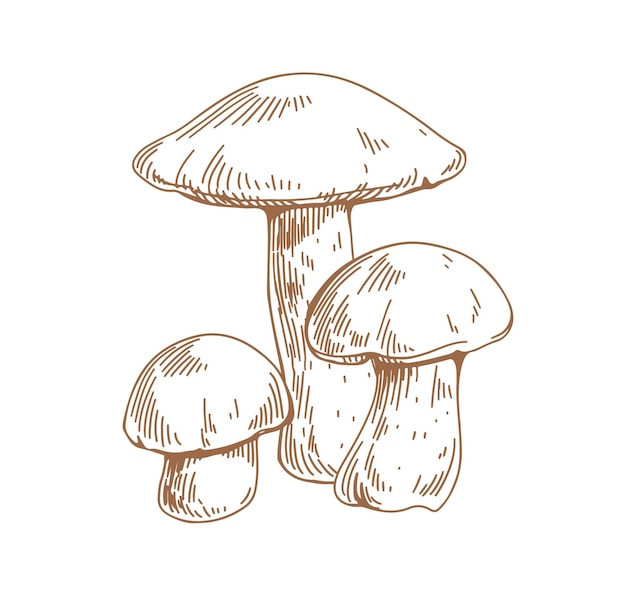 Outlined drawing of birch bolete mushrooms. Scaber stalks fungi composition. Engraving edible fungus. Etching forest food. Contoured hand-drawn vector illustration isolated on white background.