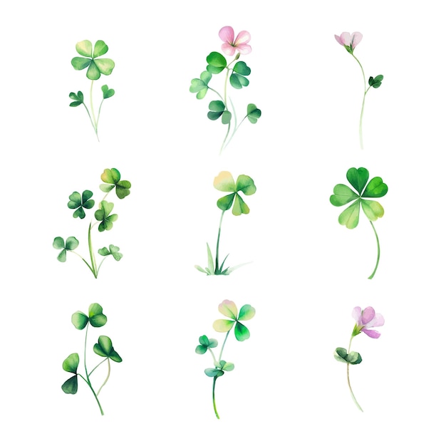 Oxalis microphyllaSet of watercolor clover leaves isolated on white background Vector illustration