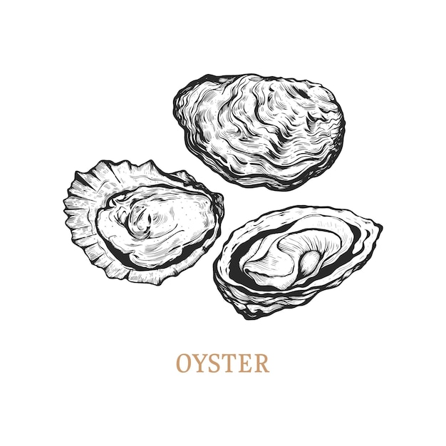 Oyster hand drawing. oysters vector illustration in engraving style