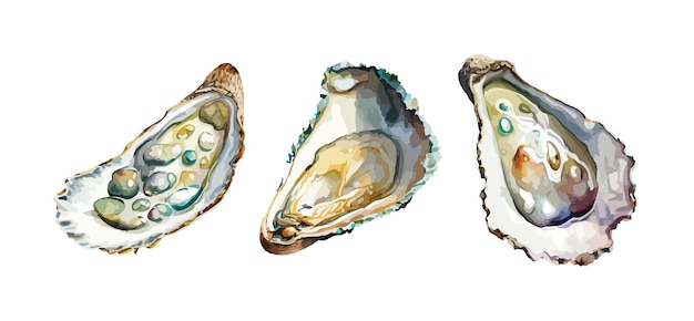 Oysters clipart isolated vector illustration