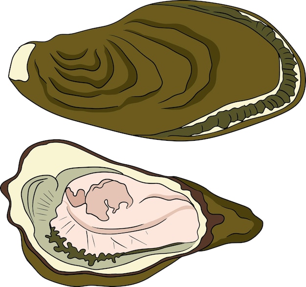 Oysters. Hand drawn underwater creatures. Vector sea life, seafood. Colored marine animals