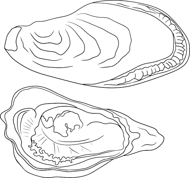 Oysters.Hand drawn underwater creatures.Vector sea life, seafood. Coloring pages with marine animals