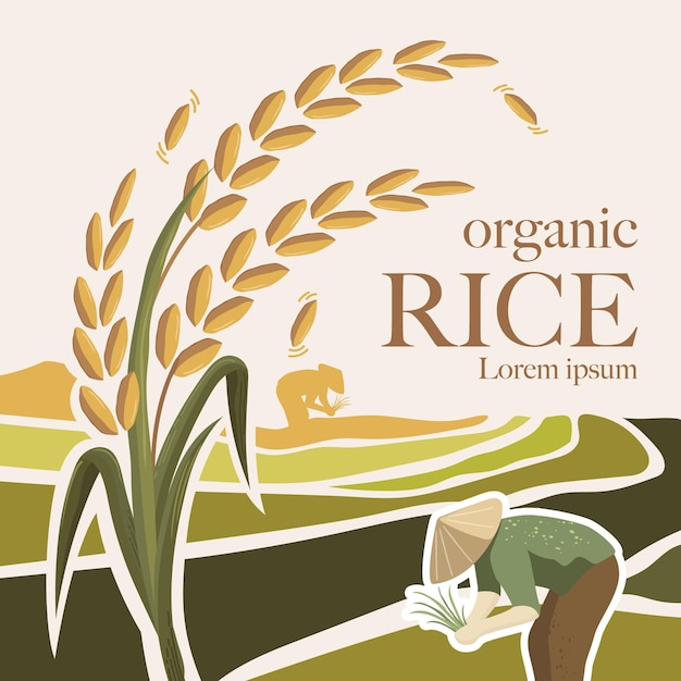 Paddy rice premium organic natural product banner logo vector design