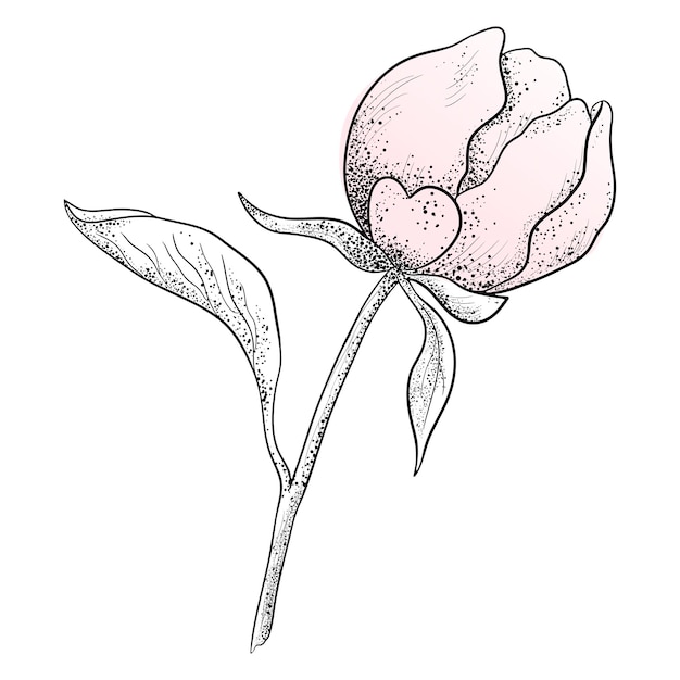 A Painted Flower Bud on a White Background