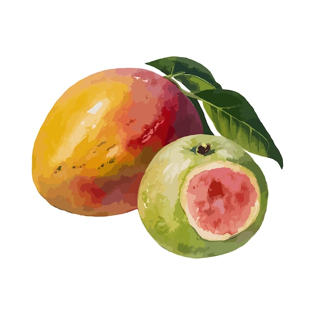 a painting of mangoes and a mango Set of watercolor mango and goava water color vactor clipart