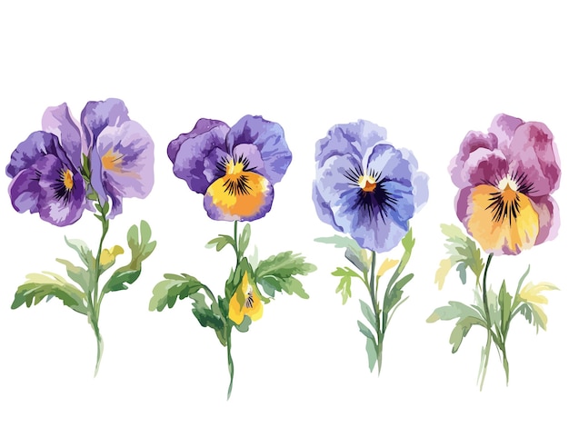 Vector a painting of purple and yellow pansies