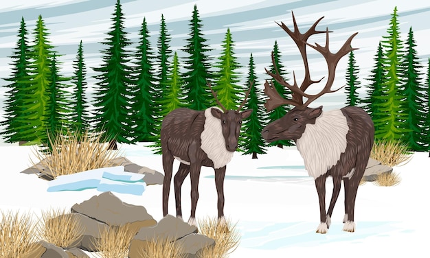 A pair of caribou reindeer stand in front of a spruce forest. Reindeer in winter. Realistic vector