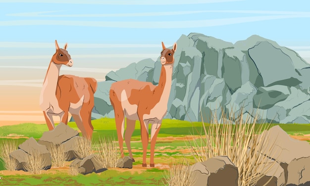 Pair of guanaco llamas in the meadow in front of the mountains