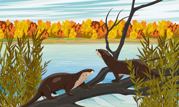 Vector a pair of river otters on a branch on the shore of a large lake autumn coastal forest