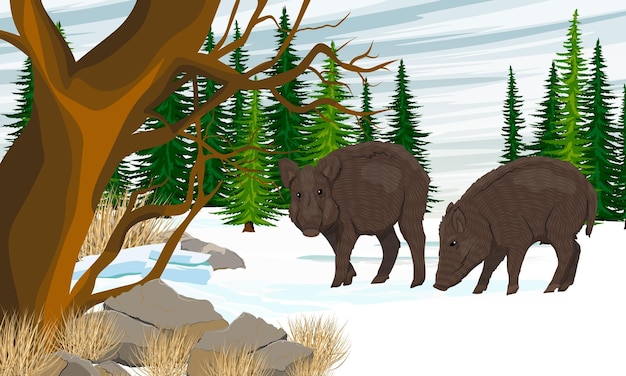 A pair of wild boars in a winter forest with firs and other trees Realistic vector landscape