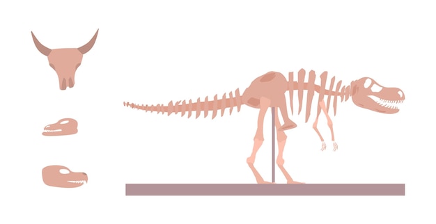 Paleontology and archeology museum exhibits flat vector illustration isolated