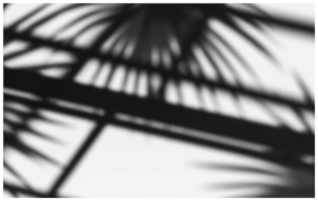 Vector palm branches and architectural elements shadows