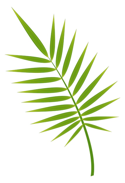 Palm frond Realistic green tropical tree branch isolated on white background