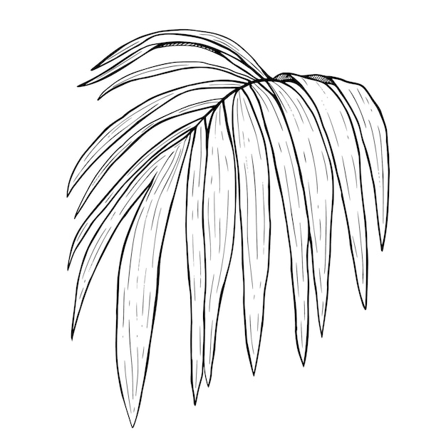 Palm leaf drawing Graphic black and white handdrawn vector illustration