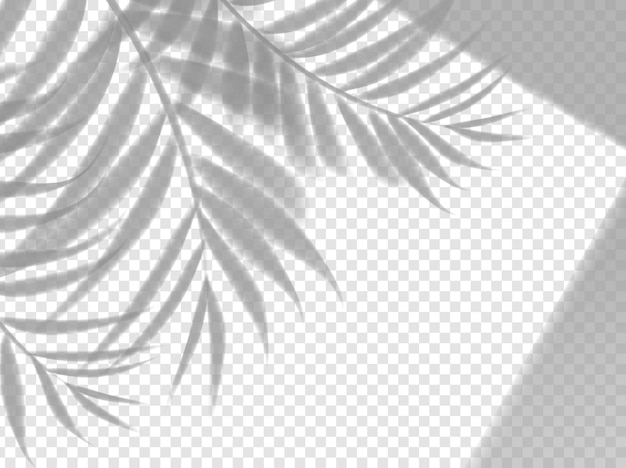 Palm leaves shadow background overlay vector