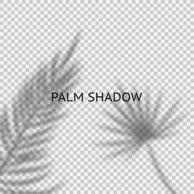 Palm leaves shadow overlay on the transparent background