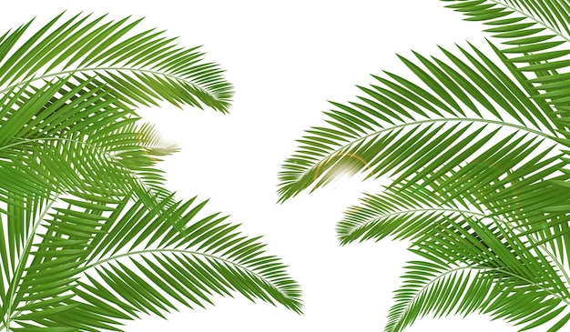 Palm Leaves Tropical Background