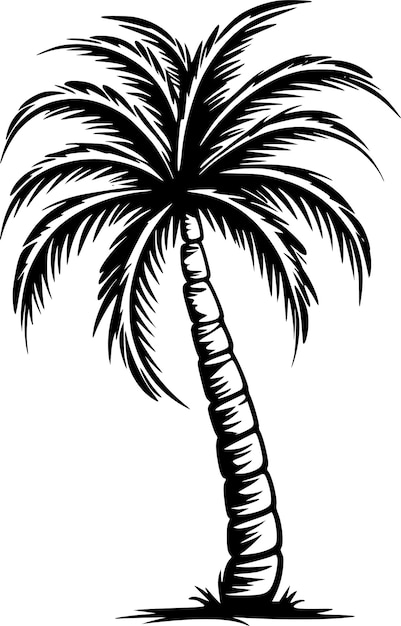 Palm tree black and white vector