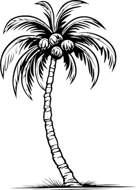 Palm tree black and white vector