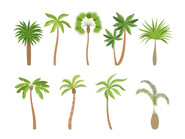 Palm tree. Brazil hawaii exotic plants with coconut cartoon illustrations.