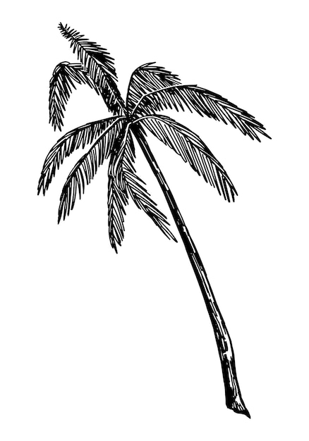 Palm tree clipart Tropical floral doodle sketch Hand drawn vector botany illustration Engraving style doodle isolated on white