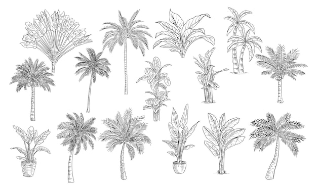 palm tree handdrawn collection